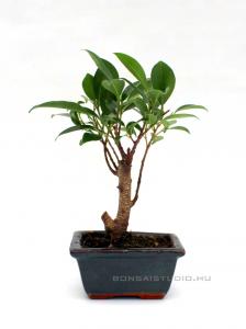 Ficus retusa- Gumifa 10B (10cm-es tálban)