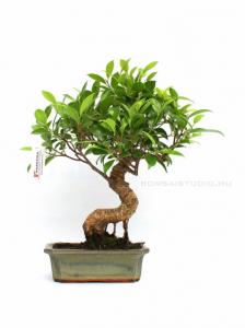 ficus retusa bonsai es ficus ginseng bonsai