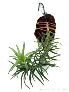 Tillandsia araujei