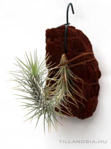 Tillandsia funckiana- szilfán