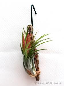 Tillandsia ionantha var. scaposa