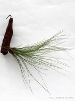 Tillandsia juncifolia