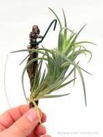 Tillandsia neglecta- szilfán}
