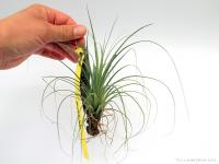 Tillandsia punctulata