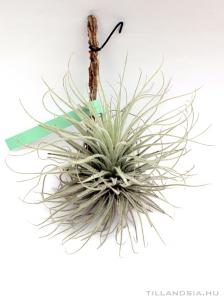 Tillandsia tectorum