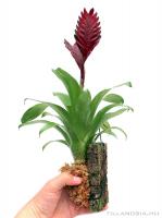 Mini bromélia parafán 05.}