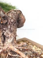 Larix decidua kaszkád bonsai