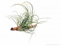 Tillandsia baileyi 01.}