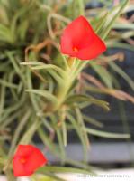 Tillandsia albertiana 01.}