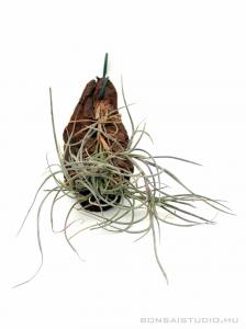 Tillandsia usneoides x mallemontii 01.