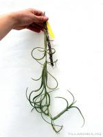 Tillandsia intermedia 01.