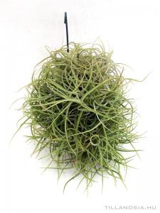 Tillandsia marconaea