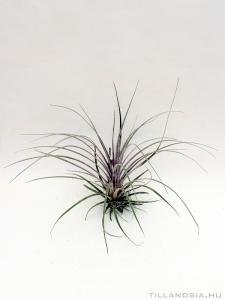 Tillandsia extensa