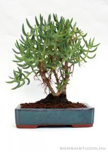 crassula tetragona bonsai