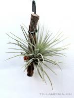 Tillandsia argentea (Kuba)