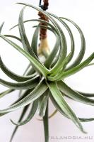 Tillandsia sp. aff. hondurensis 'Zebrinus'