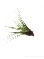 Tillandsia melanocrater L - kötözetlen