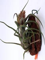 Tillandsia pruinosa