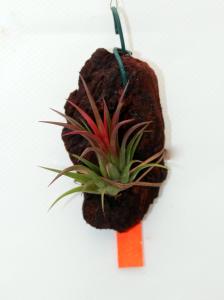 Tillandsia ionantha 'Fuego'