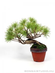 Pinus parviflora bonsai előanyag 09.