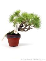 Pinus parviflora bonsai előanyag 09.