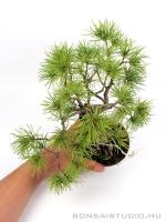 Pinus parviflora bonsai előanyag 09.