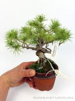 Pinus parviflora bonsai előanyag 09.}