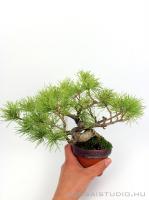 Pinus parviflora bonsai előanyag 09.}