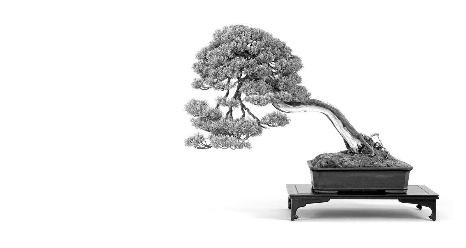 juniperus chinensis grey owl japanese bonsai from the marczika bonsai studio bonsai garden