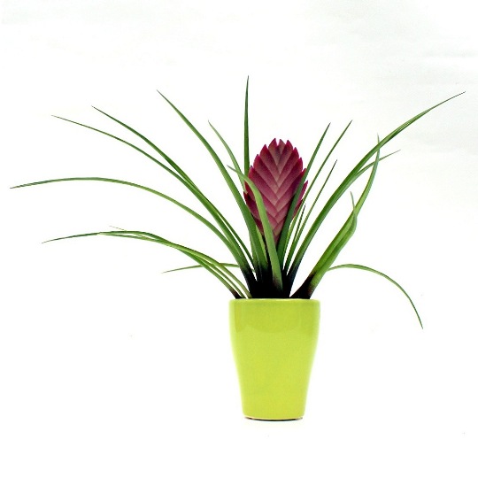 tillandsia ajandek otletek