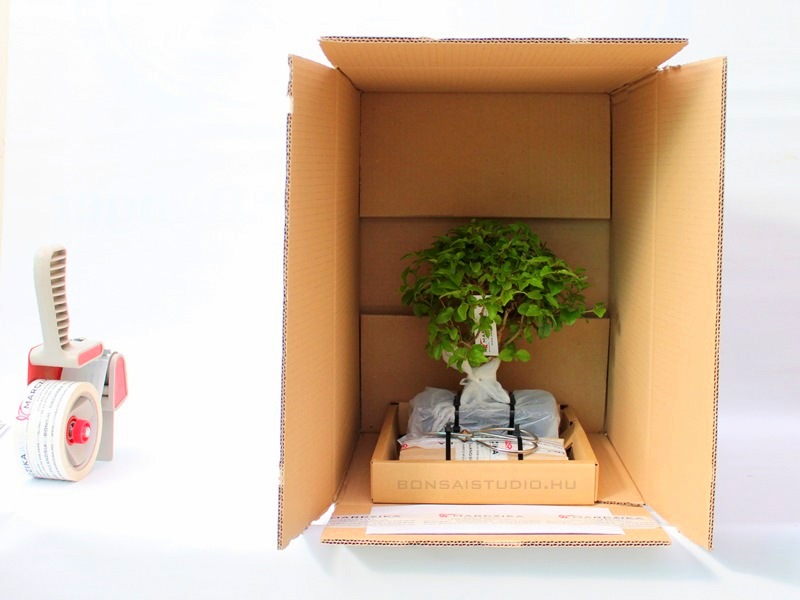 bonsai rendelese hazhozszallitasa bonsai webshoprol internetes bonsai vasarlas