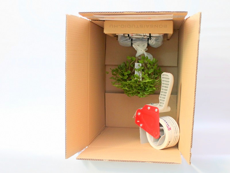 bonsai szallitasa internetes bonsai vasarlas eseten a marczika bonsai studio webaruhazabol