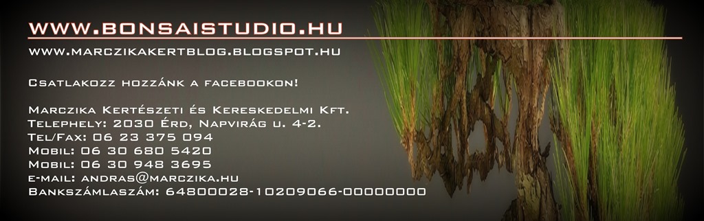 marczika bonsai studio facebook oldala es blogja