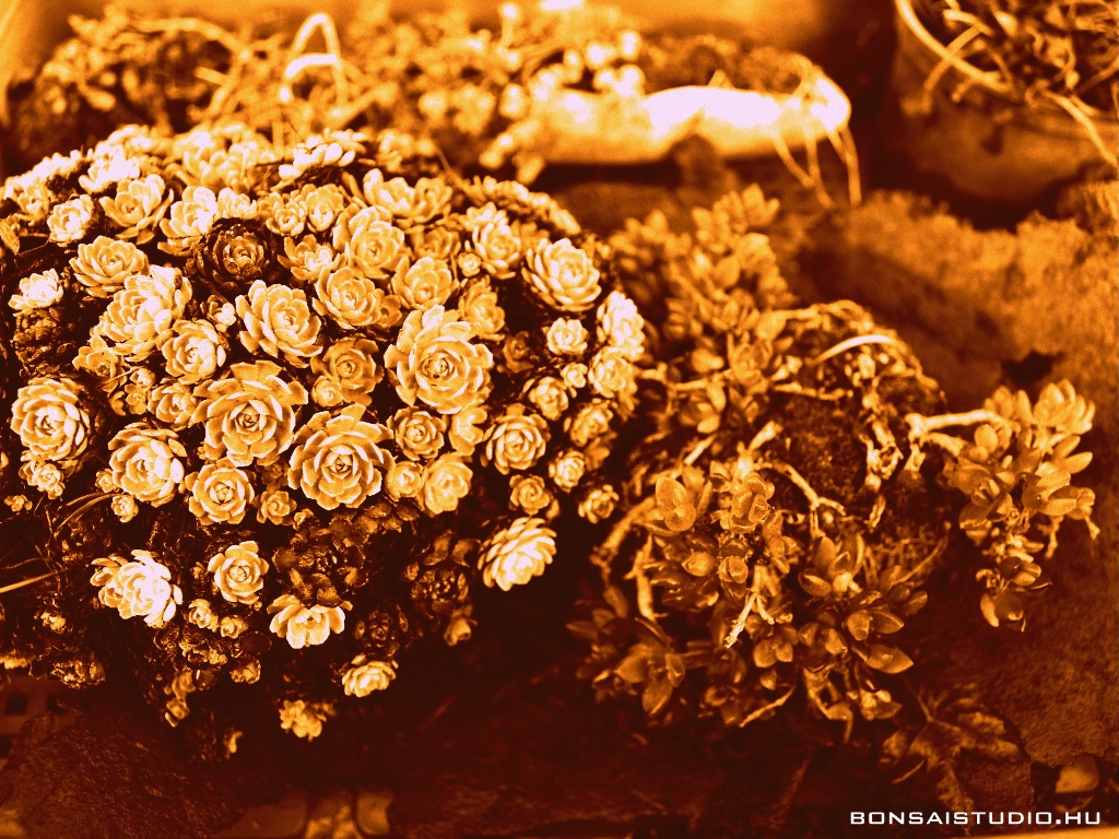 marczika bonsai kerteszet erd hungary bonsai studio