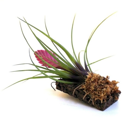 bromeliak parafa lapon