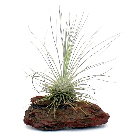 tillandsia kinalat a marczika tillansia kerteszet novenyhazabol