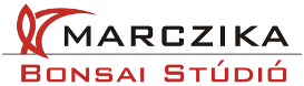 marczika bonsai stúdió - bonsai, orchidea, tillandsia